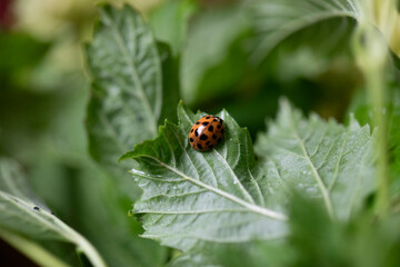 ATMOSPHERIC CLOSE UP GARDEN FOLIAGE WITH LADYBIRD ON GREEN LEAF 