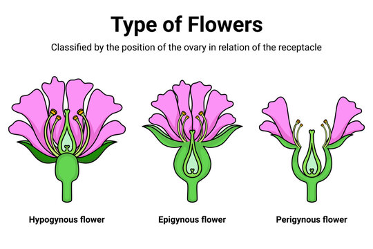 Type of flowers classified by position of ovary 