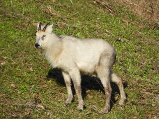 ニホンカモシカ