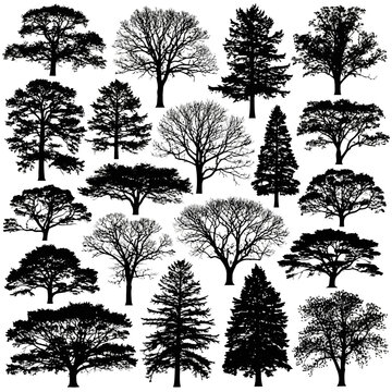 Collection of various types of trees with different shapes and sizes, isolated on