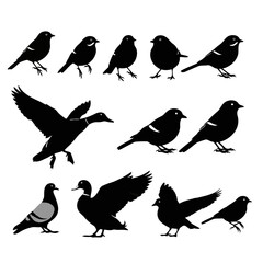 Obraz premium Black silhouette illustrations of various birds in different poses and styles isolated on