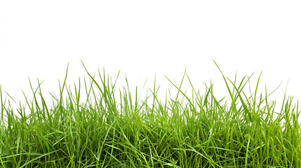 Fototapeta premium green grass isolated on white
