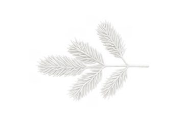 White pine branch illustrating winter christmas decor