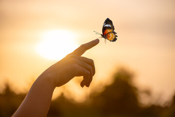 Butterfly Resting on Finger Tip Against Golden Sunset Sky. Butterfly resting finger tip hand touch freedom inspiration nature concept hope serenity golden sunset sunrise silhouette sky background