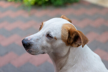 Close-up Detail of a White and Brown Dog Head. Animal Portrait