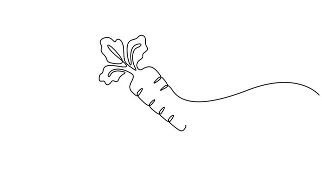 Minimalist continuous one line drawing carrot animation video. Full length single line art animation 