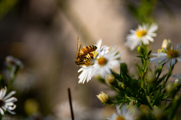 Obraz premium bee close up macro photograph pollinating white flowers