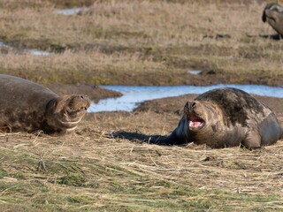 Seal pup on beach at sunrise. Resting on coastal shore grey seal lying on beach along North Sea Coast. Breeding season Lincolnshire UK. Donna Nook Grey Seal Colony.