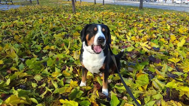 An Entlebucher Mountain Dog sits on fallen leaves in December, enjoying the nice weather.