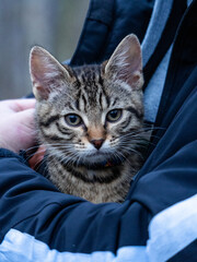 A kitten sits in someone's arms during its first walk in the park.