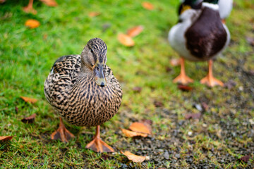 A female wild duck looks at the camera while walking