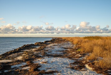 windy baltic sea shore with coastal grass at golden sunset	