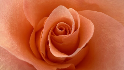 Blurred background. Close-up of a deep orange velvet rose with petals swirling towards the center. Perfect for a background.