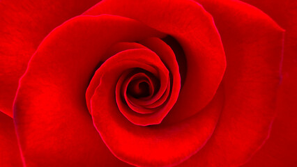 Blurred Background.Close-up of a velvety red rose reveals spiraling petals that spread out towards the center, revealing a beautiful and romantic look, perfect for Valentine's Day backgrounds.