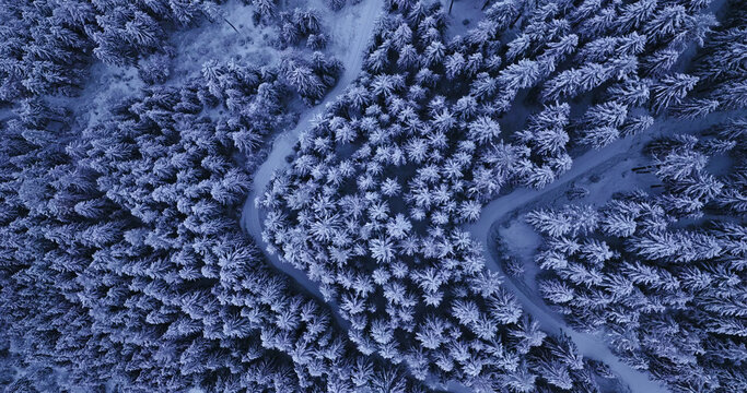 Aerial drone photo of a snow-covered spruce forest in winter. The treetops form a peaceful white pattern under soft morning light. - Powered by Adobe