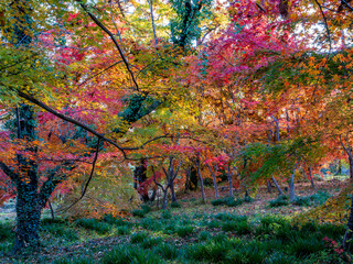月の石もみじ公園の紅葉