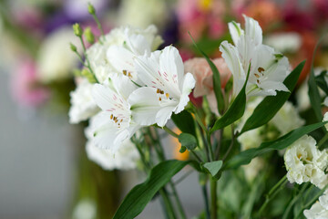 White lily flowers blooming among colorful bouquets in soft focus