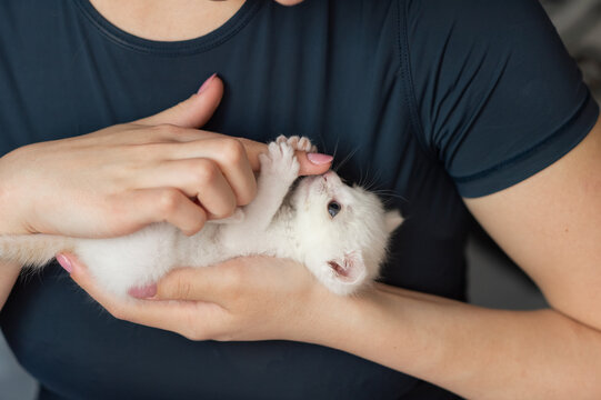 Woman cradling playful white kitten in hands. Ginger Cat Appreciation Day