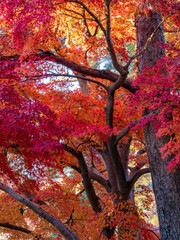 月の石もみじ公園の紅葉