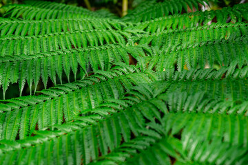 fern in the forest