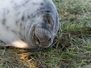 Seal pup on beach at sunrise. Resting on coastal shore grey seal lying on beach along North Sea Coast. Breeding season Lincolnshire UK. Donna Nook Grey Seal Colony.