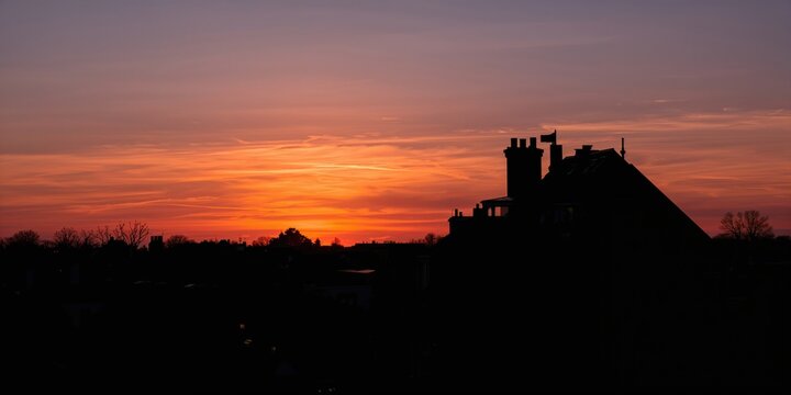 Close-up of a flowering palm plant, emphasizing botanical detail for educational purposes