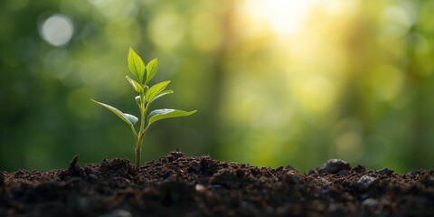 Obraz premium Lemonade pitcher with lemon wheel, used as a refreshing beverage container for hot weather, summer season