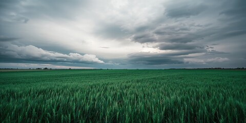 Fototapeta premium Green apple with a split bruise on a white background, highlighting fruit freshness and damage assessment