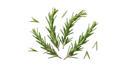 Obraz premium Three Fresh Rosemary Sprigs Isolated on a Clean White Background Culinary Herb