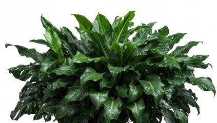 Fototapeta premium Bush of tropical greenery featuring Homalomena, Heliconia, and Alocasia Chinese taro, suitable for UI backdrop
