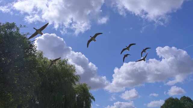 Seven Canada Geese (Branta canadensis) flying overhead. Slow motion x5