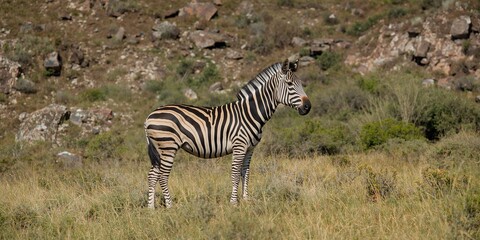 Obraz premium Employee working alone on a white background emphasizing punctuality in the workplace, focusing on individual productivity