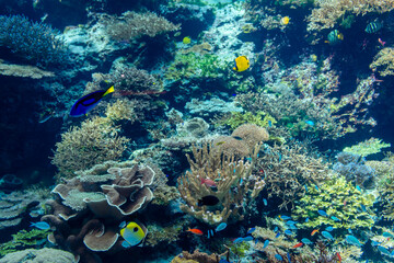 Obraz premium coral reef with fish