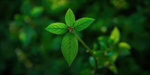 Blonde woman and Jack Russell traveling in car during summer vacation, emphasizing pet safety and travel comfort