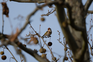 Goldfinch in nature in Croatia