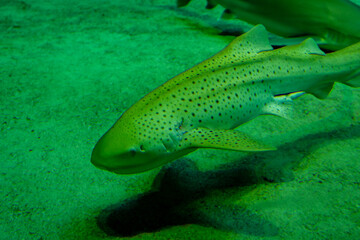 Fototapeta premium shark in the water