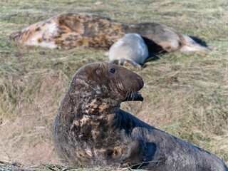 Seal pup on beach at sunrise. Resting on coastal shore grey seal lying on beach along North Sea Coast. Breeding season Lincolnshire UK. Donna Nook Grey Seal Colony.