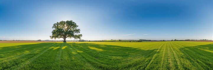 Fototapeta premium A lush grass field under a clear blue sky, ideal for outdoor activities or agricultural use