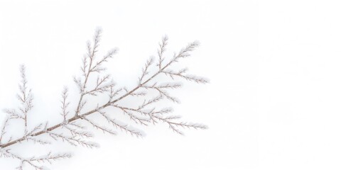 Obraz premium Autumn maple leaves on a shadowed background, seasonal change awareness day