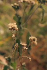 Dry, fluffy seed heads of a withered wildflower, showcasing the end of its life cycle
