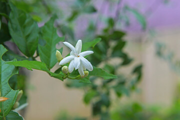 white arabian jasmine flowers in garden