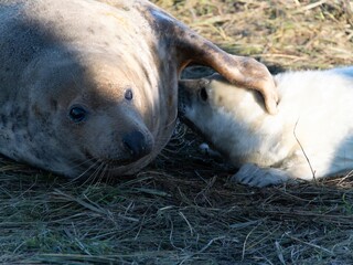 Fototapeta premium Seal pup on beach at sunrise. Resting on coastal shore grey seal lying on beach along North Sea Coast. Breeding season Lincolnshire UK. Donna Nook Grey Seal Colony.