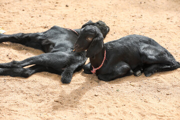 Young Goats in village farm
