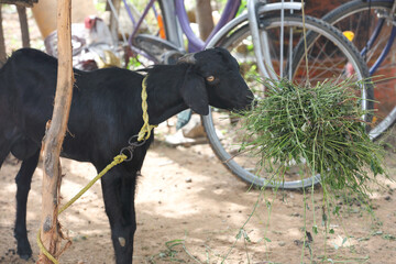 Tied Goat eating food in village farm