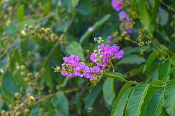 Obraz premium Beautiful Lagerstroemia speciosa flowers in garden
