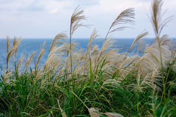 Naklejka premium grass and sky