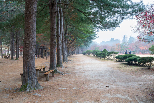 A long tree-lined path stretches through a peaceful forest, with tall pines, soft ground, and scattered autumn colors creating a calm, inviting, nature-filled atmosphere.