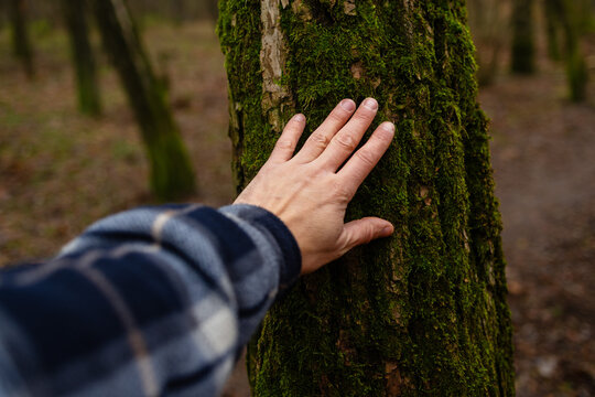 Hand touch the tree trunk. Man hand touches a pine tree trunk, close-up. Human hand touches a tree trunk. Bark wood. Wild forest travel. Ecology, a energy forest nature concept.