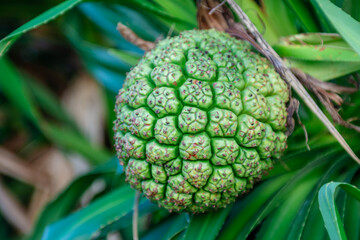 close-up of a tropical plant