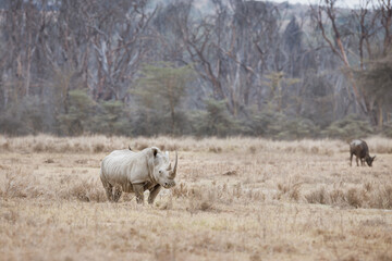 Obraz premium Rhino in Afrika